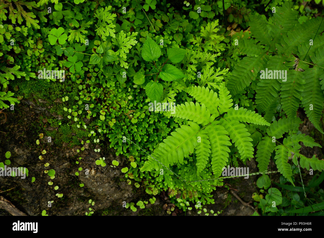 Farne und andere Pflanzen des Waldes. Natürliche farn Modern closeup Foto. Das tropische Grün Ansicht von oben. Farn Blatt Muster. Grüne Blätter mit grünen Stockfoto