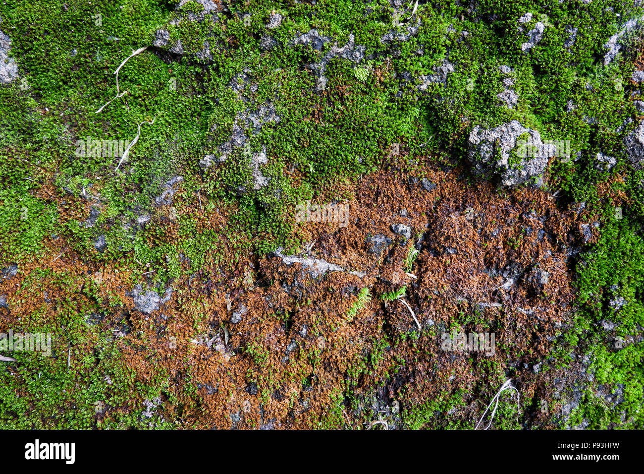 Nahaufnahme einer Baumrinde Textur mit einem Moos. Rot Moos auf einem Baum. Die Rinde des Baumes ist mit einem orange Moos bedeckt. Dies ist keine gewöhnliche Moss. Stockfoto