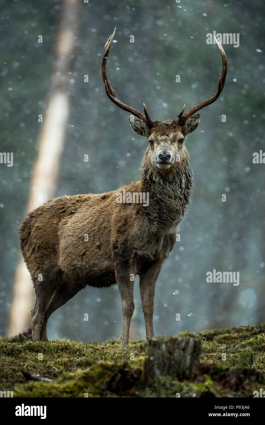 Red Deer, Schottland Stockfoto