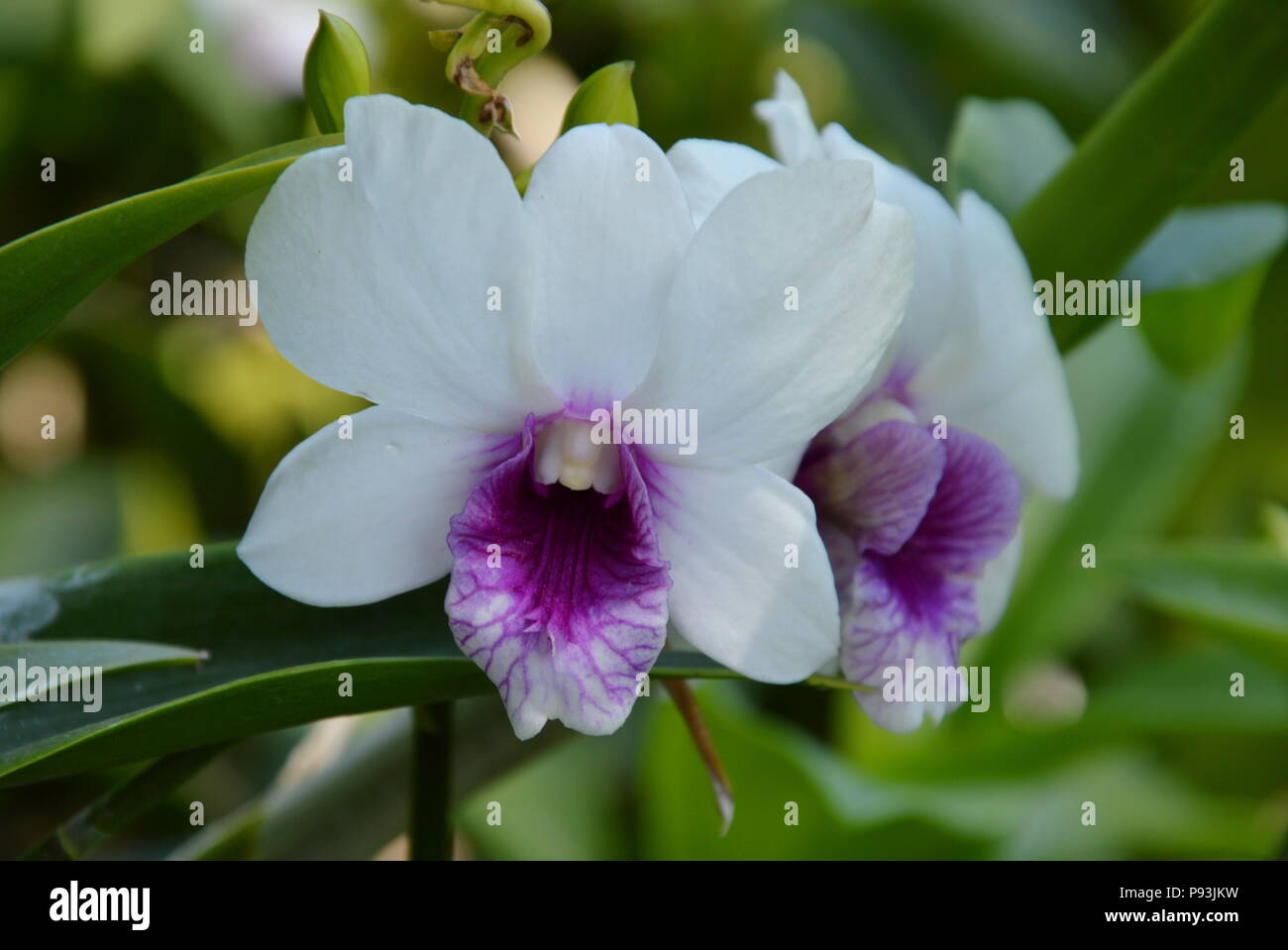 Dendrobium Orchideen blühen auf Niederlassung im Garten Stockfoto