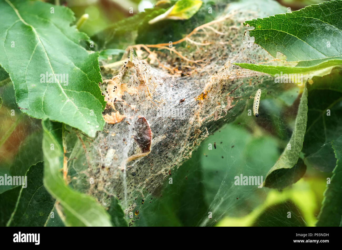 Großes Nest der Raupen des Motte im Web. Stockfoto