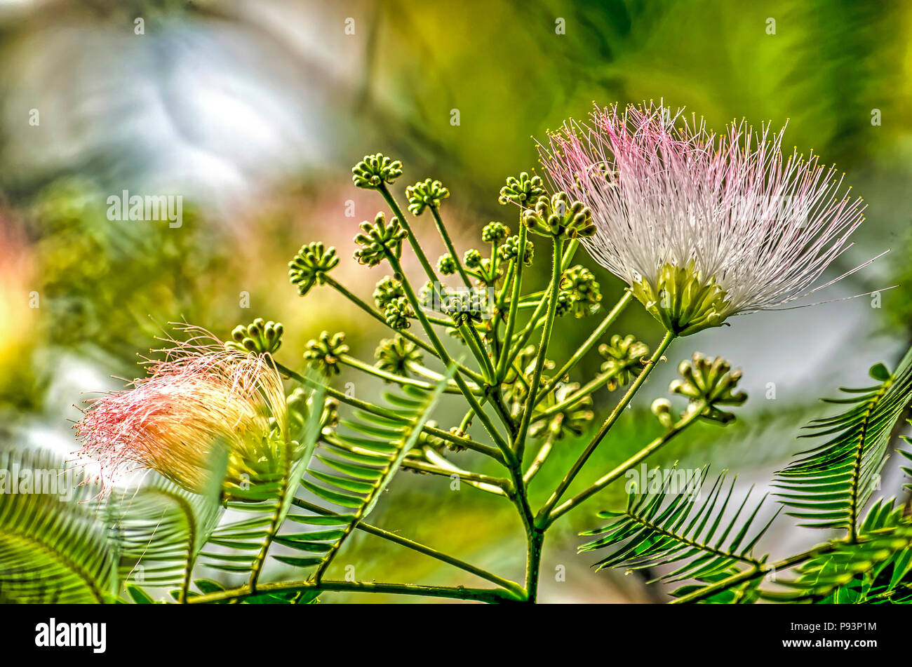 Nahaufnahme eines Albizia julibrissin oder persischer Seide Baum mit zwei der charakteristischen weißen und violetten Blüten Stockfoto