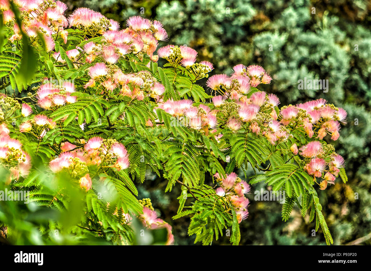 Mehrere Zweige eines Albizia julibrissin oder Persischen silkk Baum mit seinen charakteristischen rosa Flauschige Blumen Stockfoto