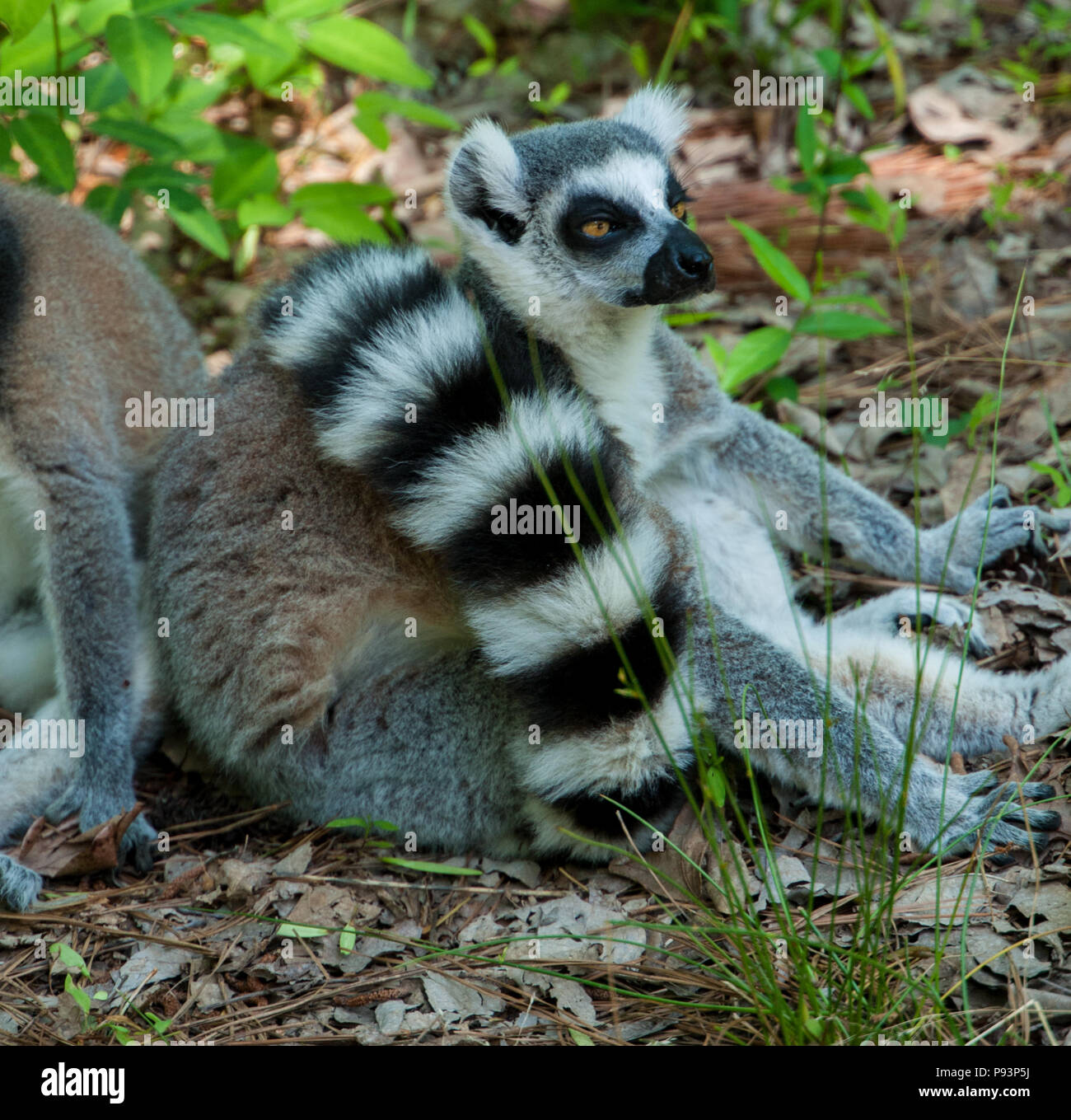 Lemuren Madagaskar ringtailed Mongoose sifaka Stockfoto