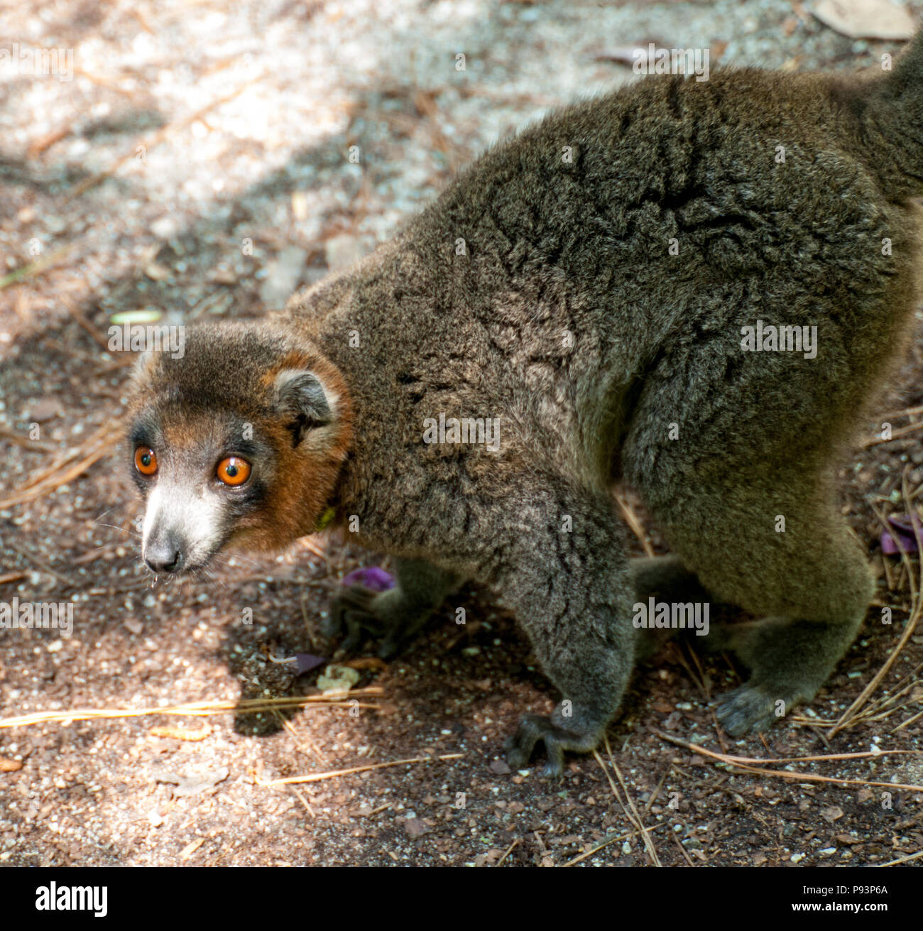 Lemuren Madagaskar ringtailed Mongoose sifaka Stockfoto