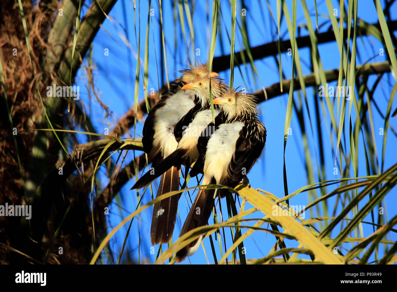 Drei Guira Kuckucks (Guira guira) Sitzen auf einem Ast. Porto Jofre, Pantanal Stockfoto