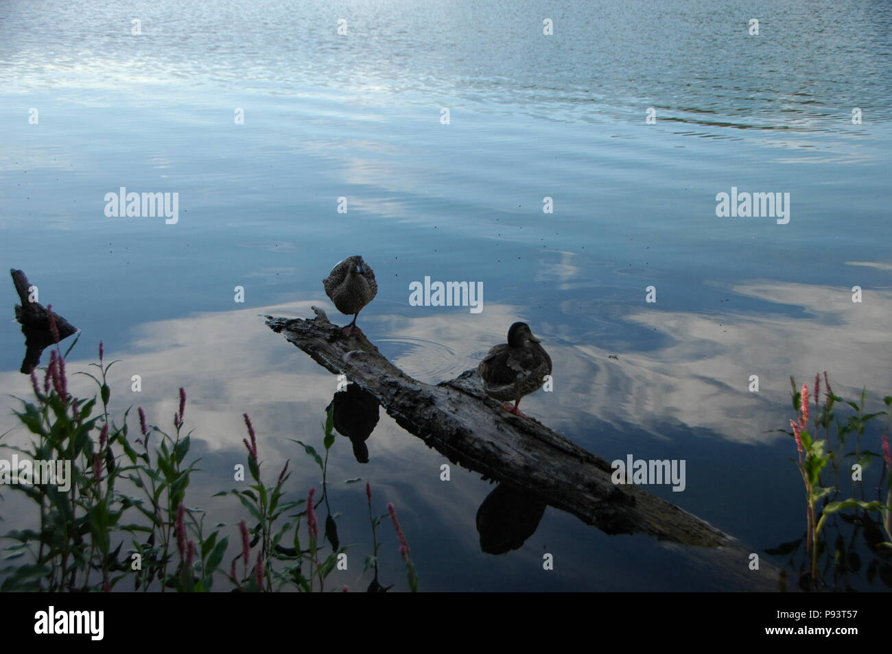 Enten auf einem See Stockfoto
