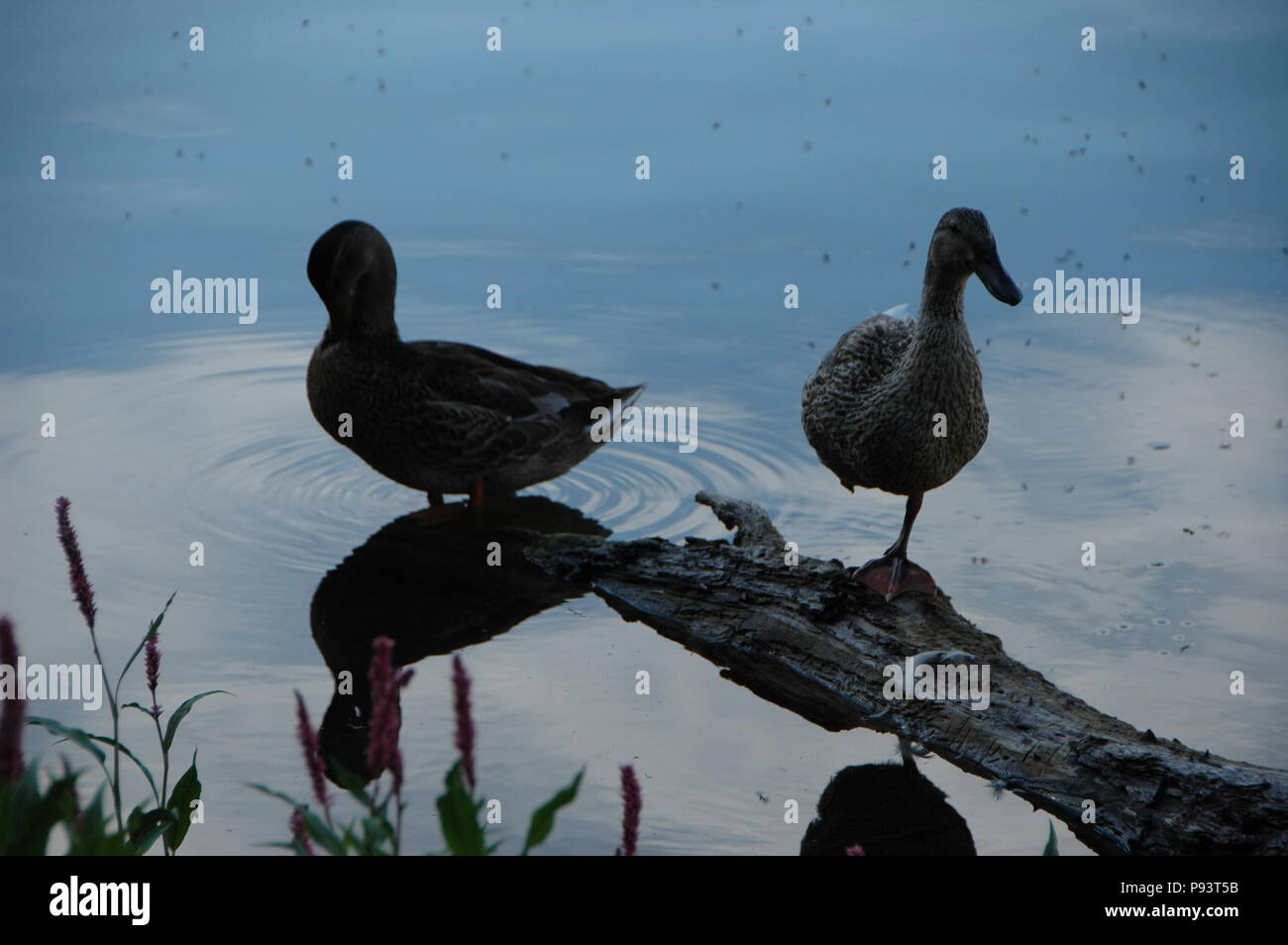 Lustige enten -Fotos und -Bildmaterial in hoher Auflösung – Alamy