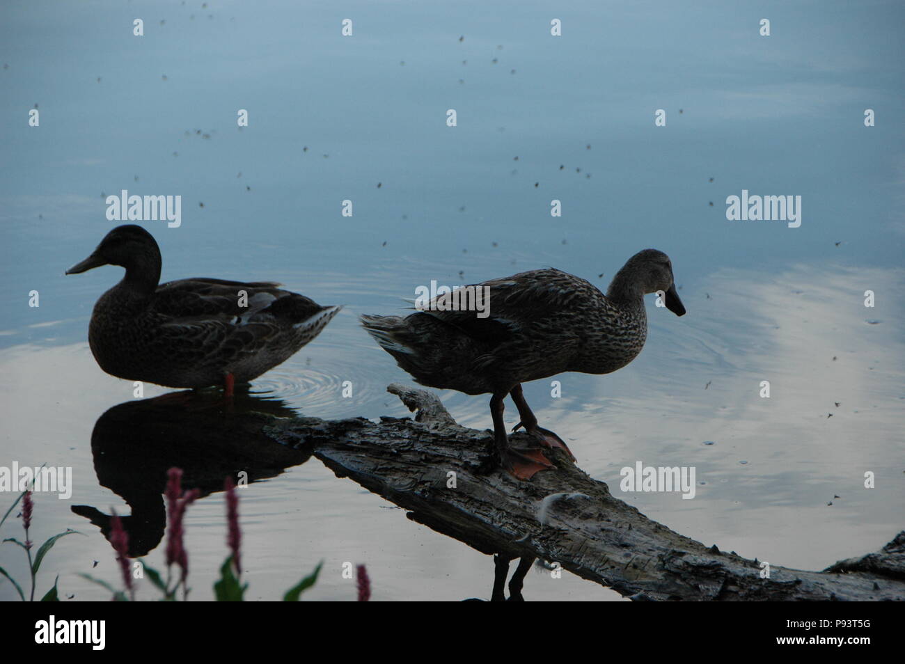 Enten auf einem See Stockfoto