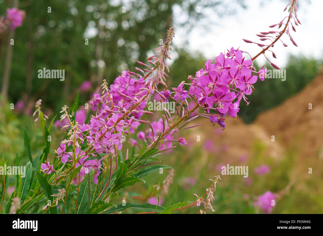 Blumen von Ivan - Tee, heilpflanze Ivan - Tea Rose Blütenstand Stockfoto