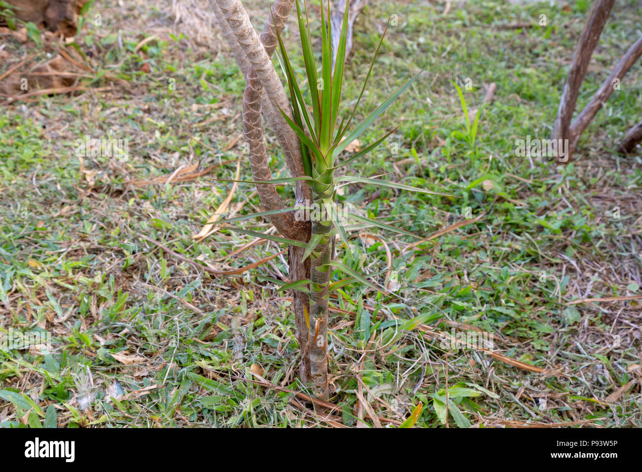 Madagascar dragon tree dracaena marginata -Fotos und -Bildmaterial in hoher  Auflsung  Alamy