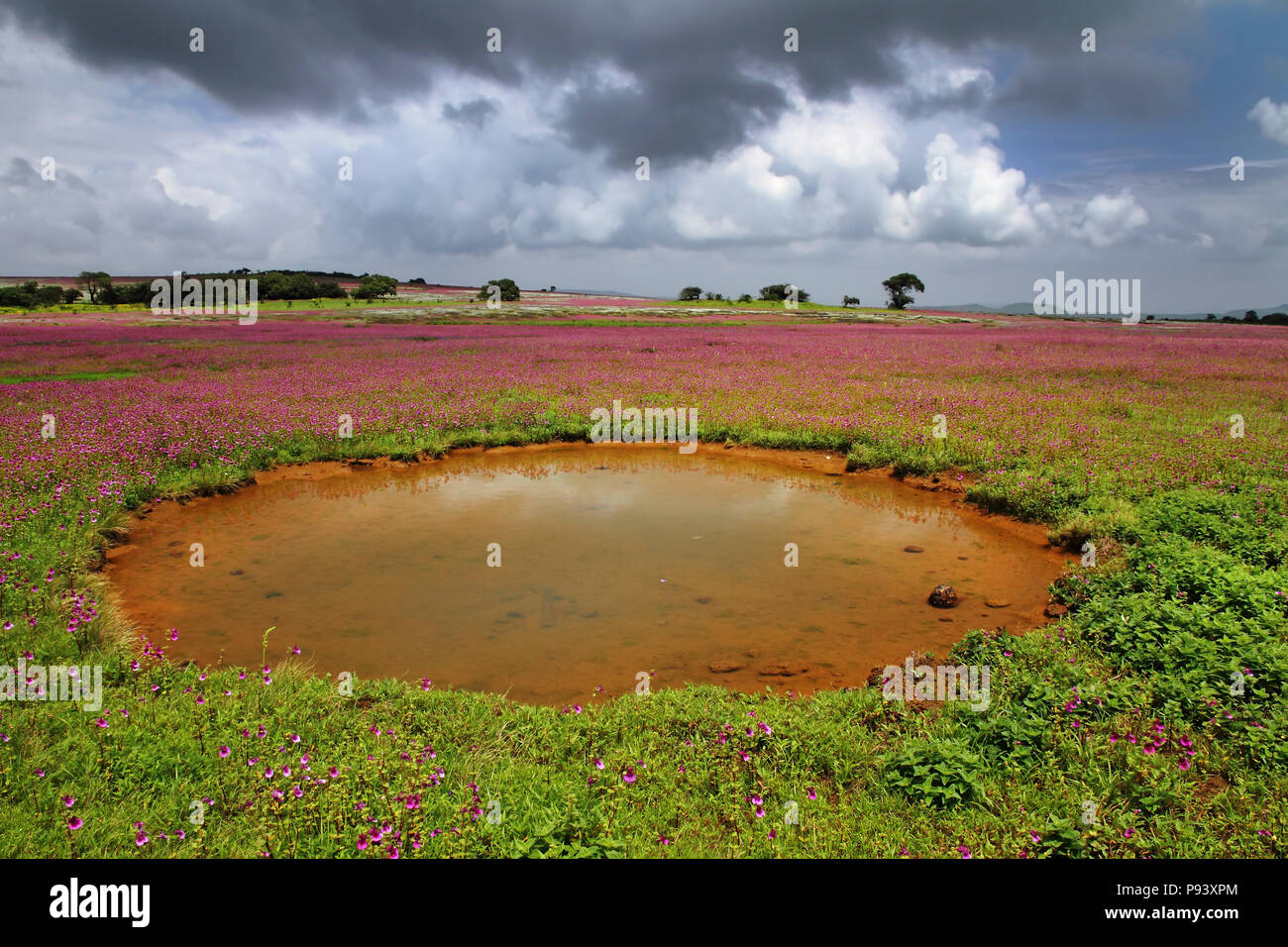 Kaas Plateau von Blumen in Satara Bezirk Western Ghats Maharastra, Indien Stockfoto