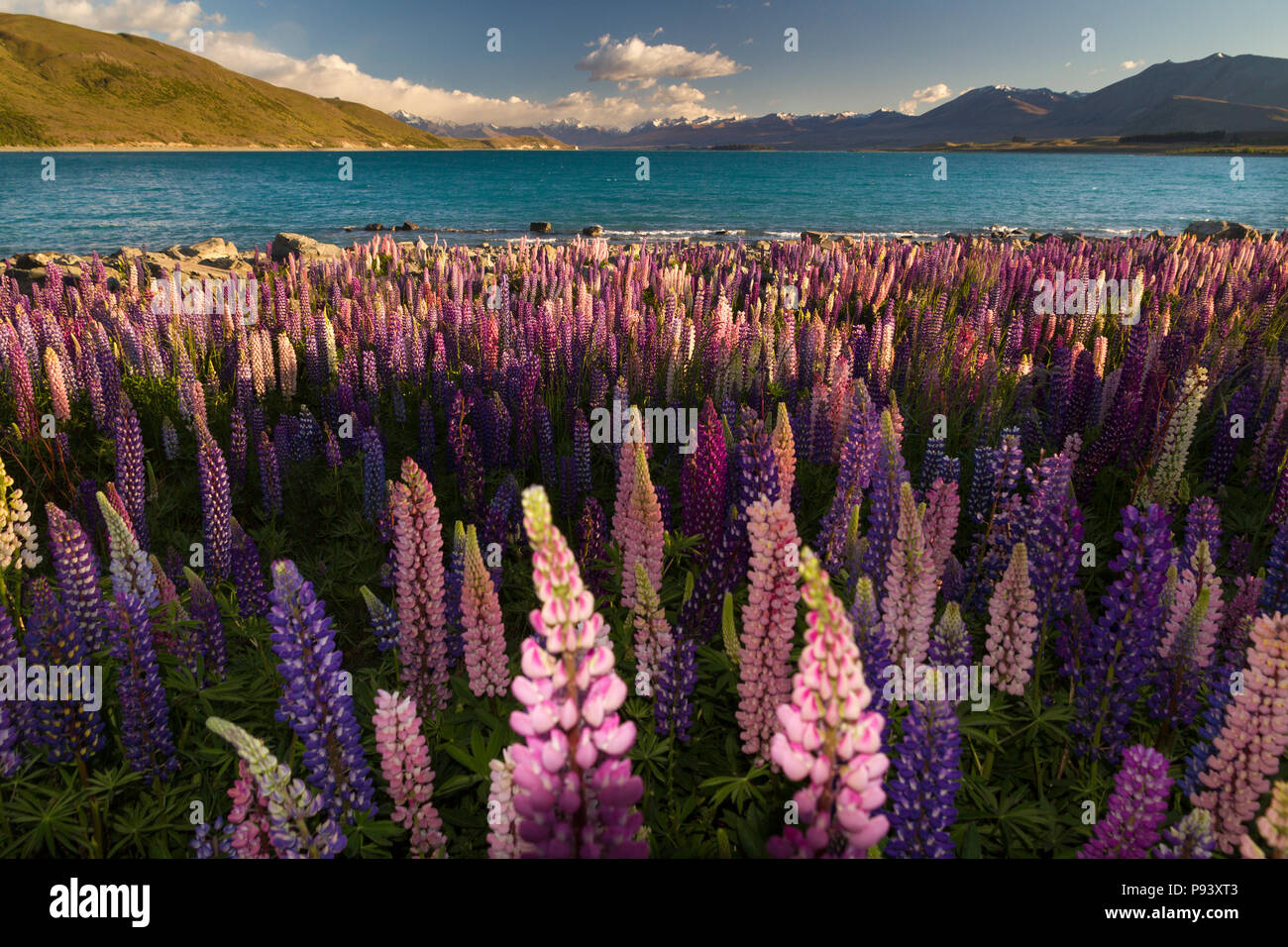 Lupinen Blumen in Lake Tekapo in South Island, Neuseeland Stockfoto