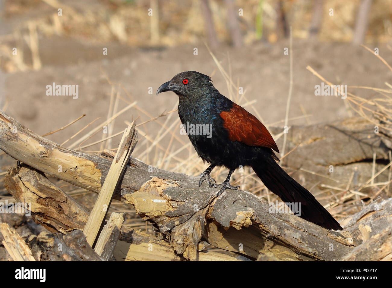 Greater Coucal oder Krähe Fasan oder Centropus sinensis, Western Ghats in Pune, Maharashtra, Indien Stockfoto