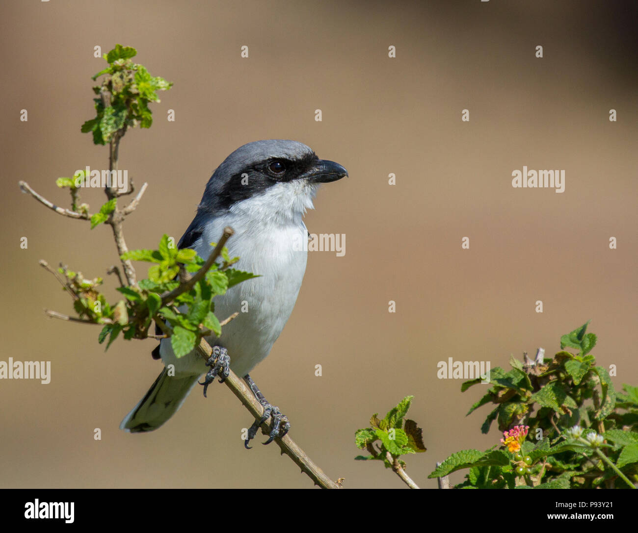 Southern Grey Shrike oder Lanius meridionalis in Pune, Maharashtra Western Ghats Indien Stockfoto