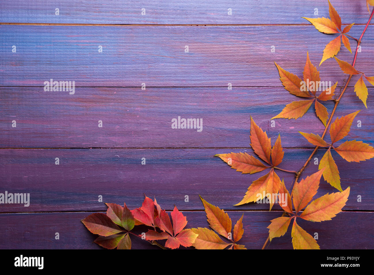 Zweig der bunten Blätter im Herbst (Virginia Creeper) auf Holzbrett. Schönen Herbst Hintergrund. Stockfoto