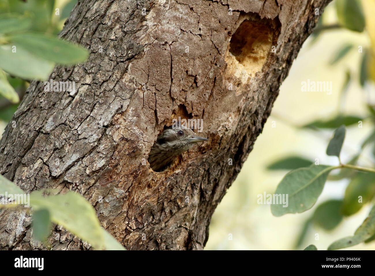 Junge Vogel auf dem Baum Loch, Sundarbans, Bangladesch Stockfoto