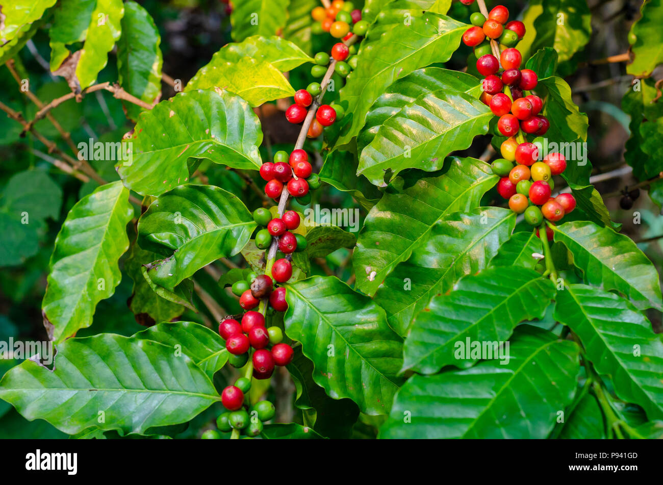 Schließen Sie herauf frische organische Red raw und reife Kaffeekirschen Bohnen auf tree Plantation Stockfoto