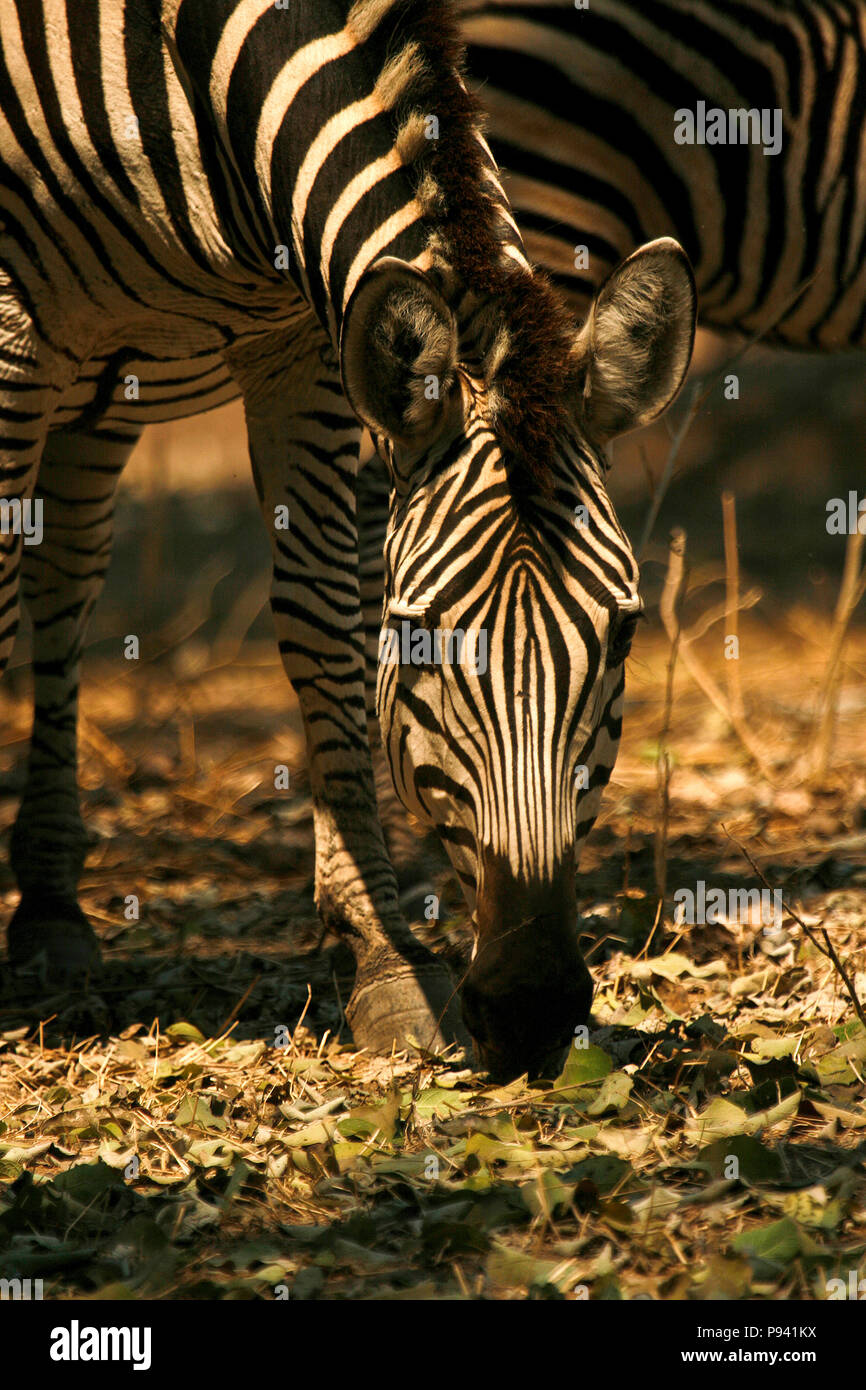 Zebra, Equus quagga. Mana Pools Nationalpark. Simbabwe Stockfoto