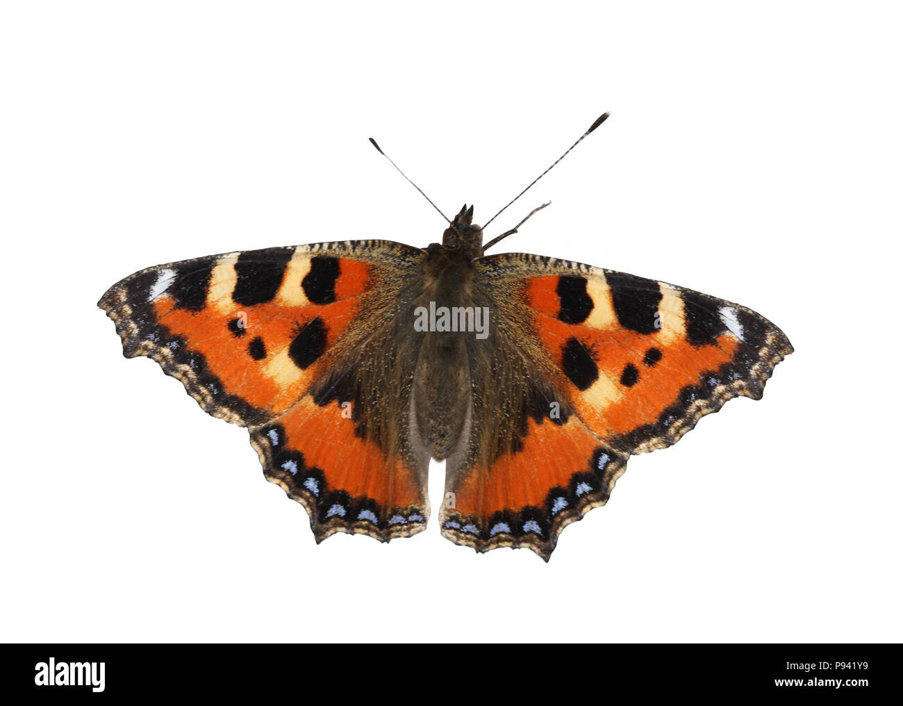 Schmetterling auf weißem Hintergrund mit Freistellungspfad isoliert Stockfoto