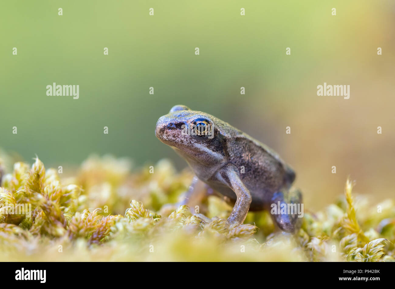 Baby-Frosch Stockfoto