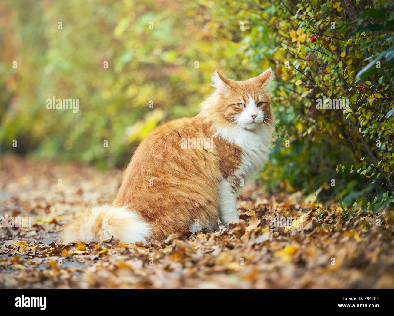 Mister Herbst cat Stockfoto