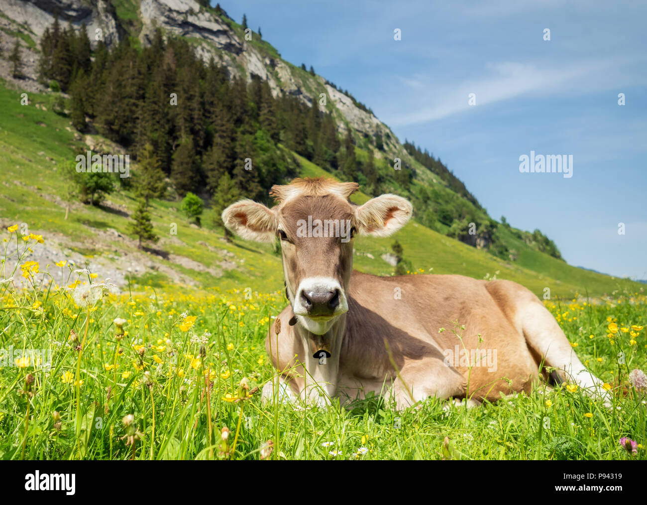 Junge Kalb in Appenzell Schweiz Stockfoto