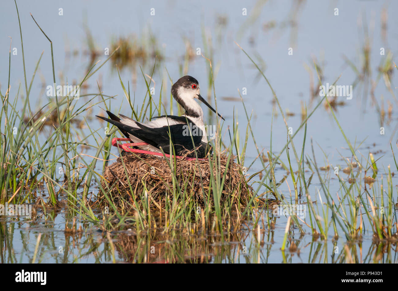 Schwarz - geflügelte Stelzenläufer, Himantopus himantopus, Nest, Eier ausbrüten, Aiguamolls Empordà, Katalonien, Spanien Stockfoto