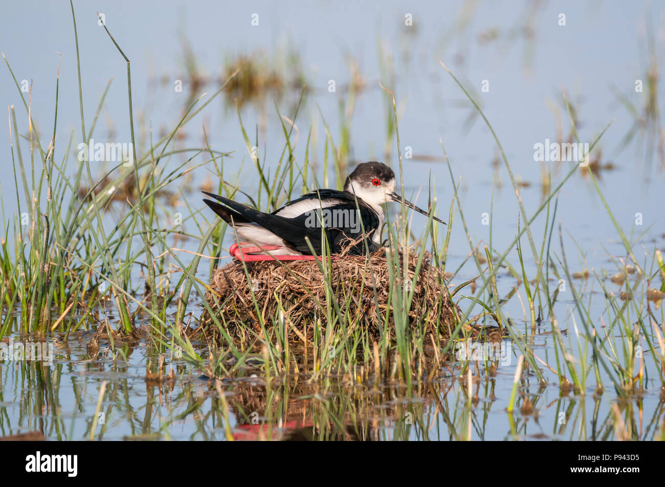 Schwarz - geflügelte Stelzenläufer, Himantopus himantopus, Nest, Eier ausbrüten, Aiguamolls Empordà, Katalonien, Spanien Stockfoto