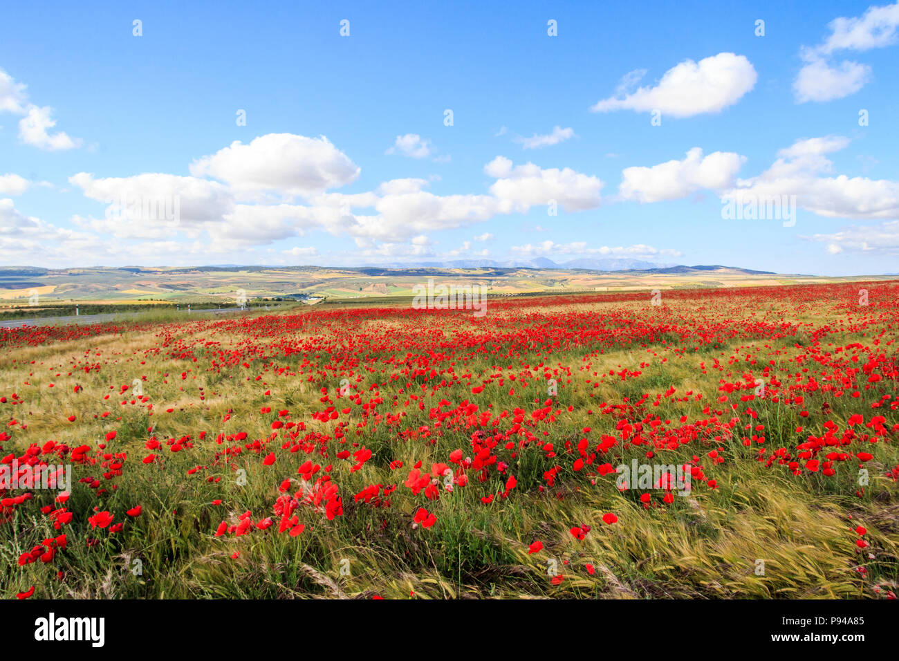 Mohnfeld und Wolken, Provinz Granada, Spanien Stockfoto