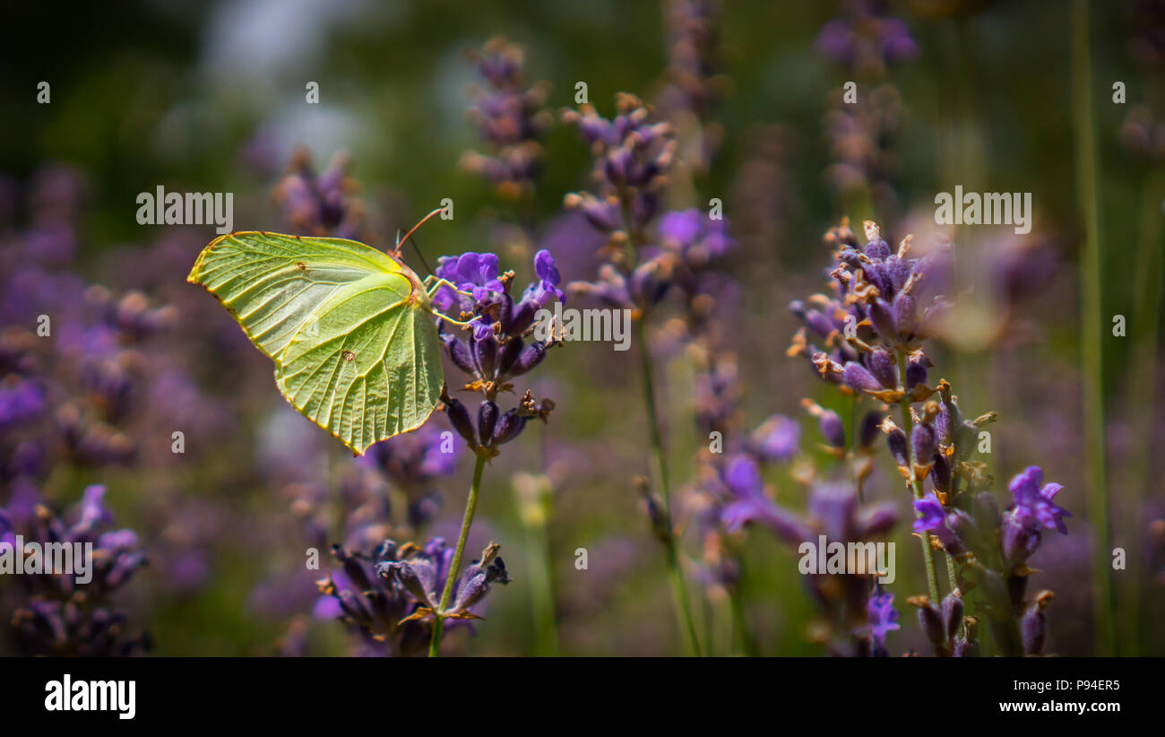 Sommer Lea mit Schmetterling und Bumblebee. Ein heisser Sommer fand ich eine Menge fliegen Zitronenfalter, Fotografie in High-Speed Shutter gemacht wurde. Stockfoto