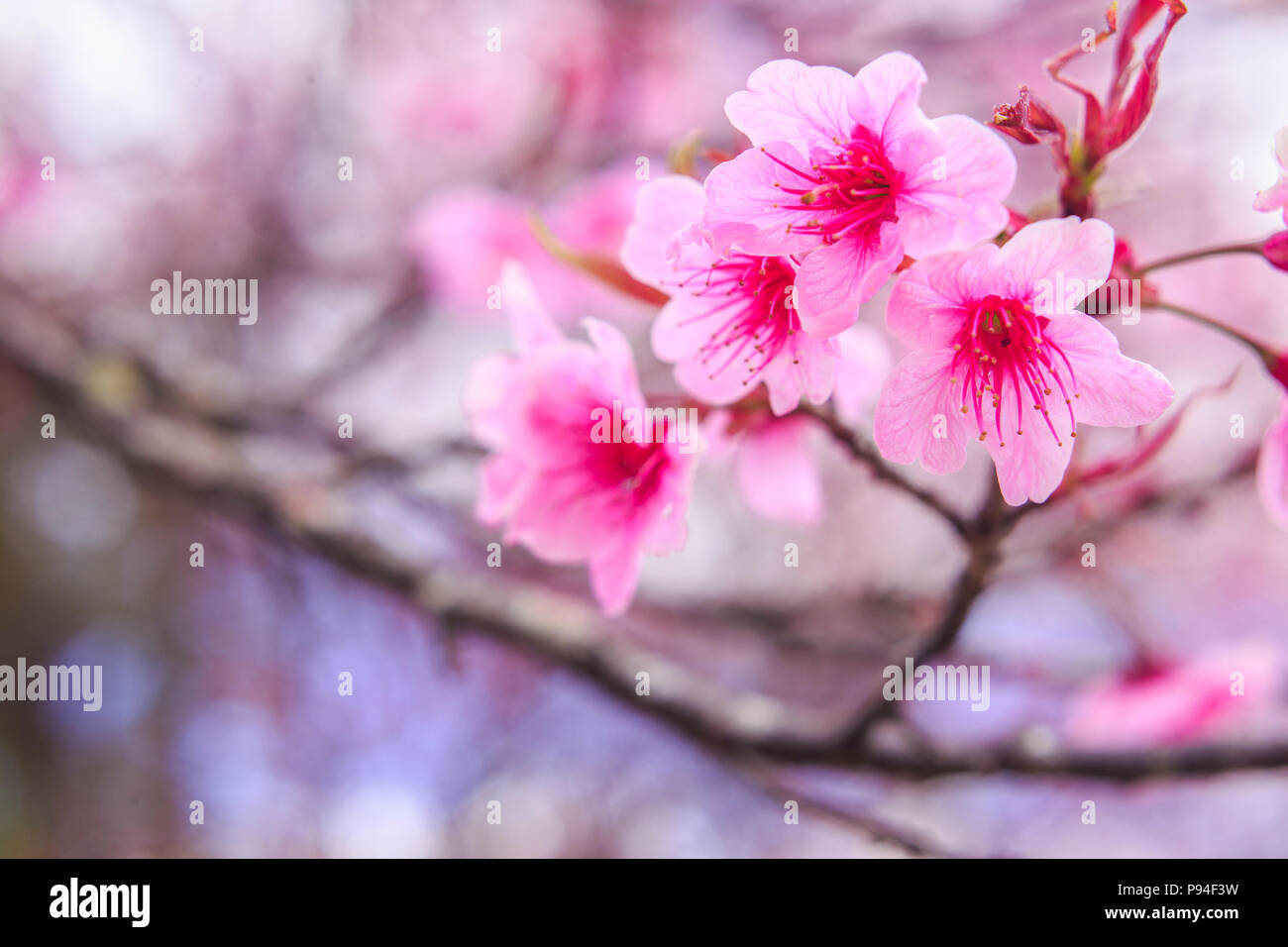Cloes Up Wilde Himalayan Cherry Blumen. Stockfoto