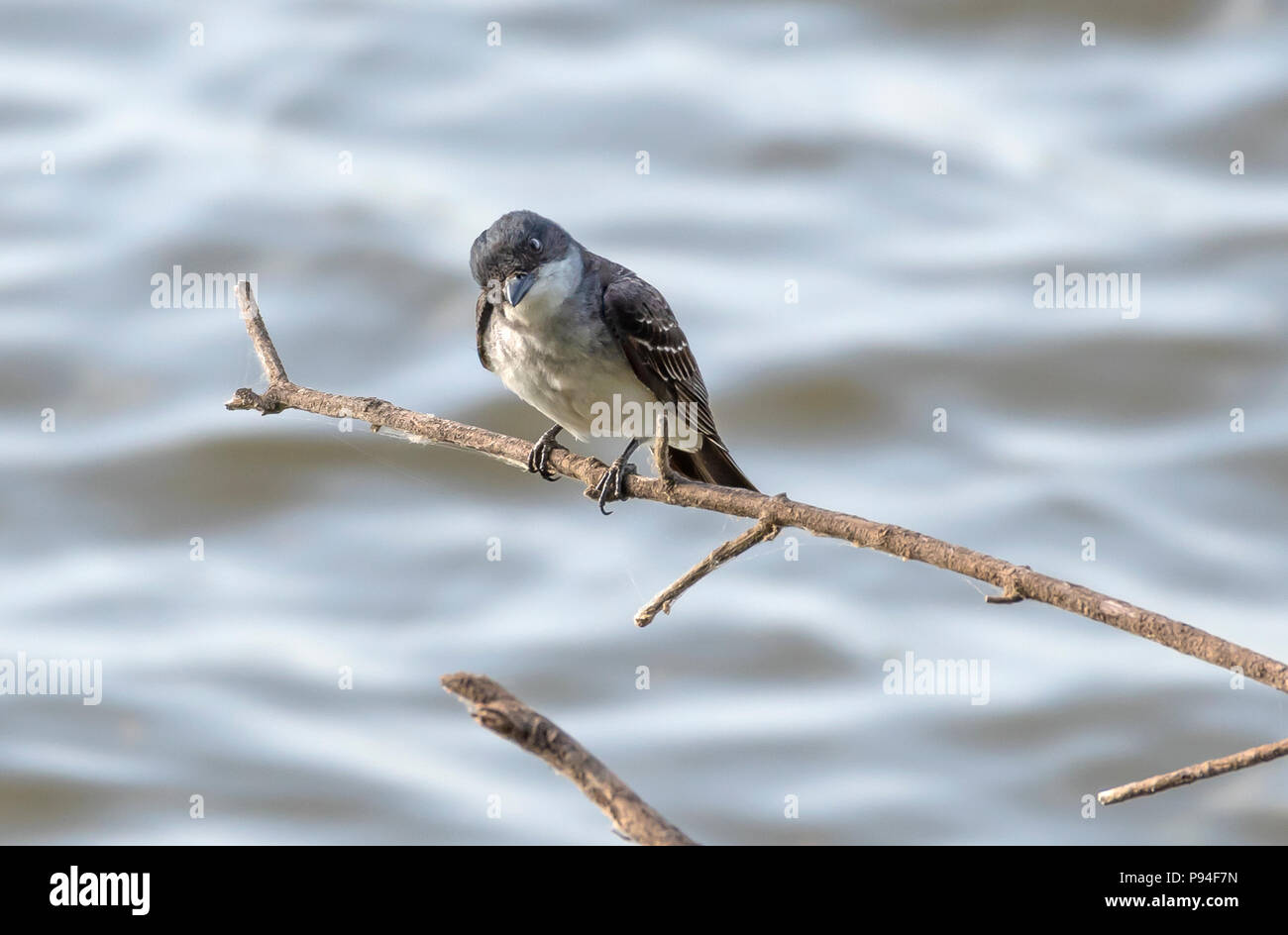 Ein Eastern kingbird, tyrannus Tyrannus, in einer horizontalen Zusammensetzung gegen eine out-of-focus, blau-grauen Hintergrund. Stockfoto