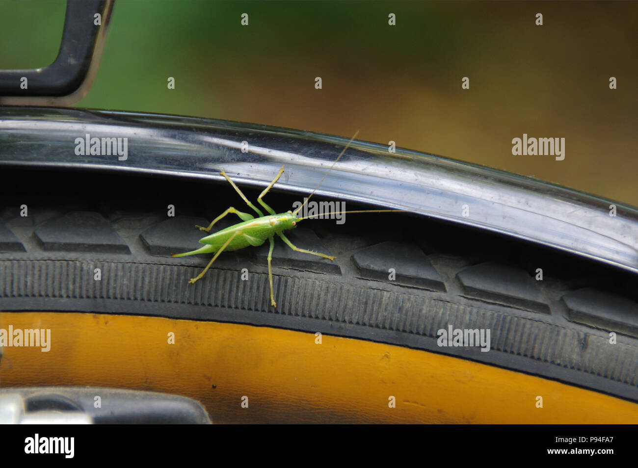 Grasshopper Spaziergänge auf dem Fahrrad Rad in Makro anzeigen. Natürliche Umgebung in der Nähe von uns. Stockfoto