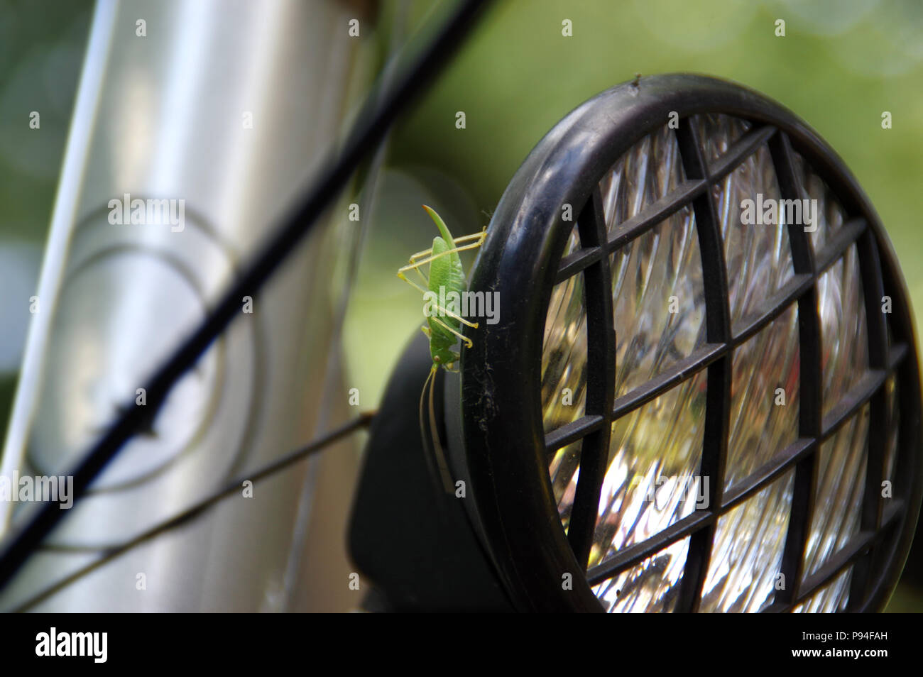 Grasshopper Spaziergänge auf dem Fahrrad Lampe in Makro anzeigen. Natürliche Umgebung in der Nähe von uns. Stockfoto