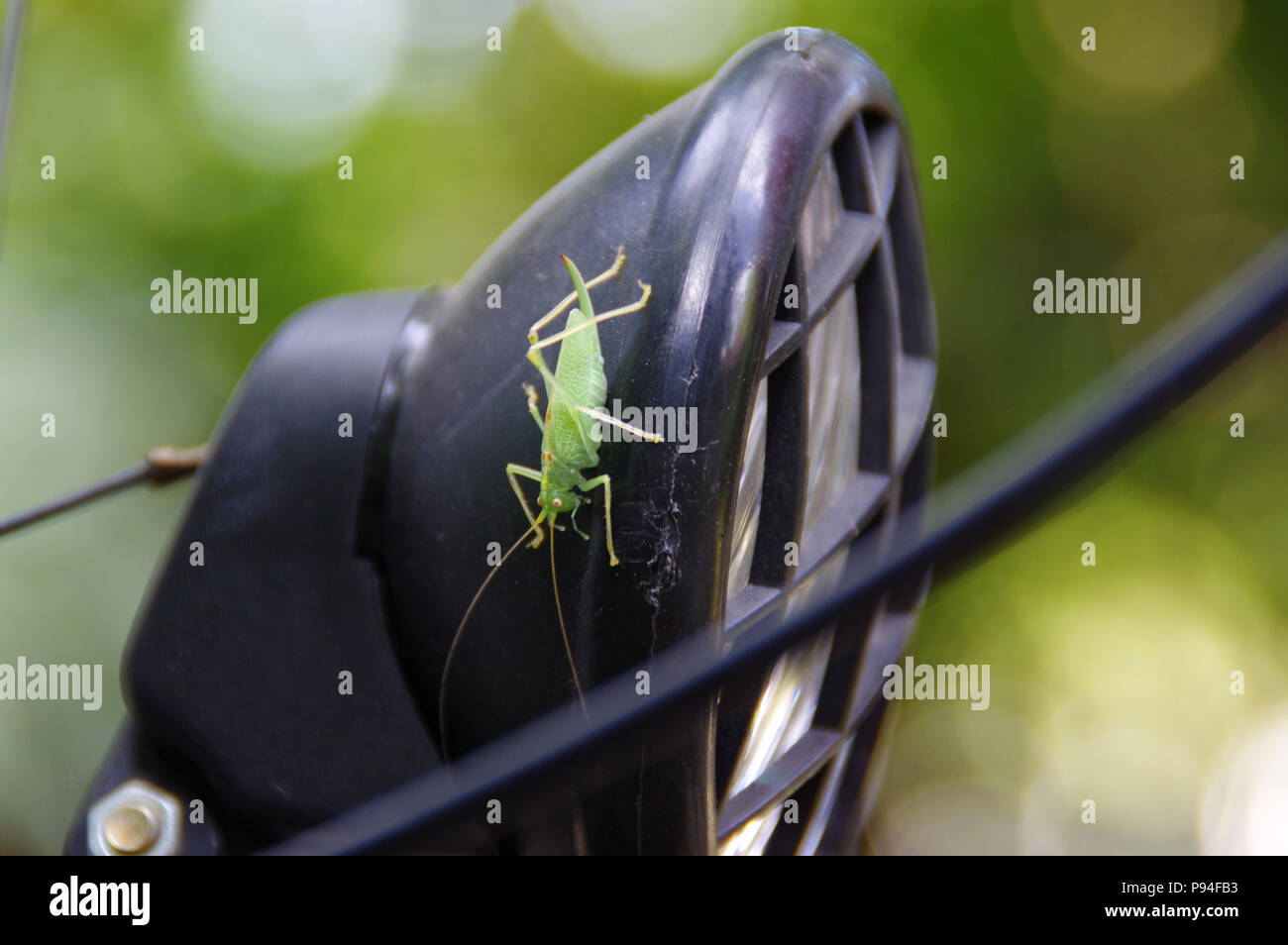 Grasshopper Spaziergänge auf dem Fahrrad Lampe in Makro anzeigen. Natürliche Umgebung in der Nähe von uns. Stockfoto