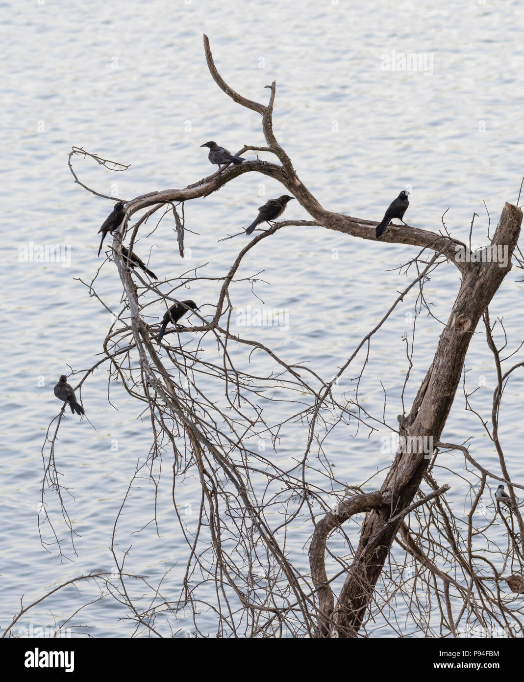 Sieben gemeinsame, Quiscalus quiscula grackles, teilen sich ein toter Baum mit einem Eastern kingbird, unten rechts, auf einen einfachen grauen Wasser Hintergrund. Stockfoto