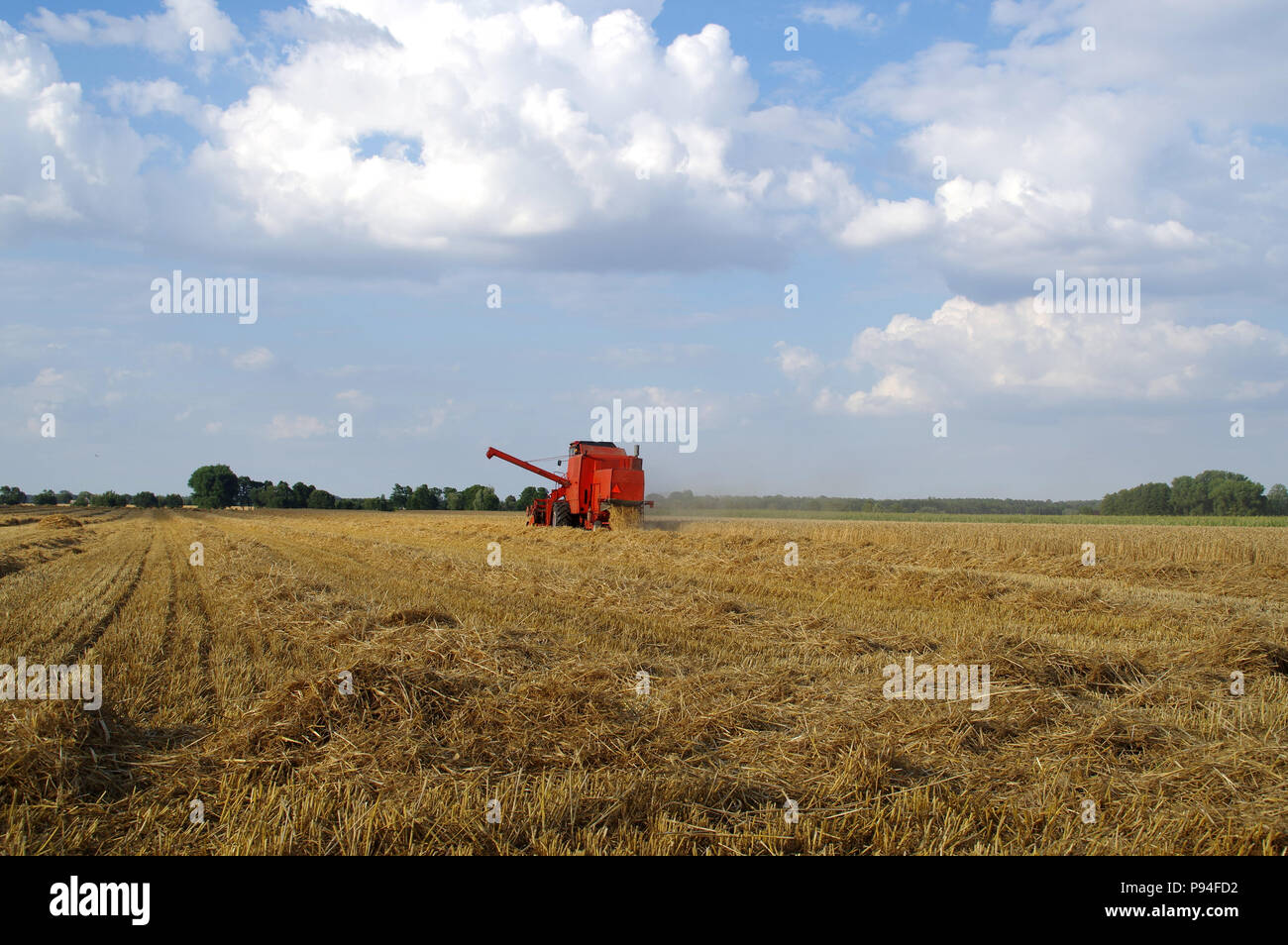 Red Mähdreschern arbeiten auf Korn Feld. Der Ernte. Stockfoto