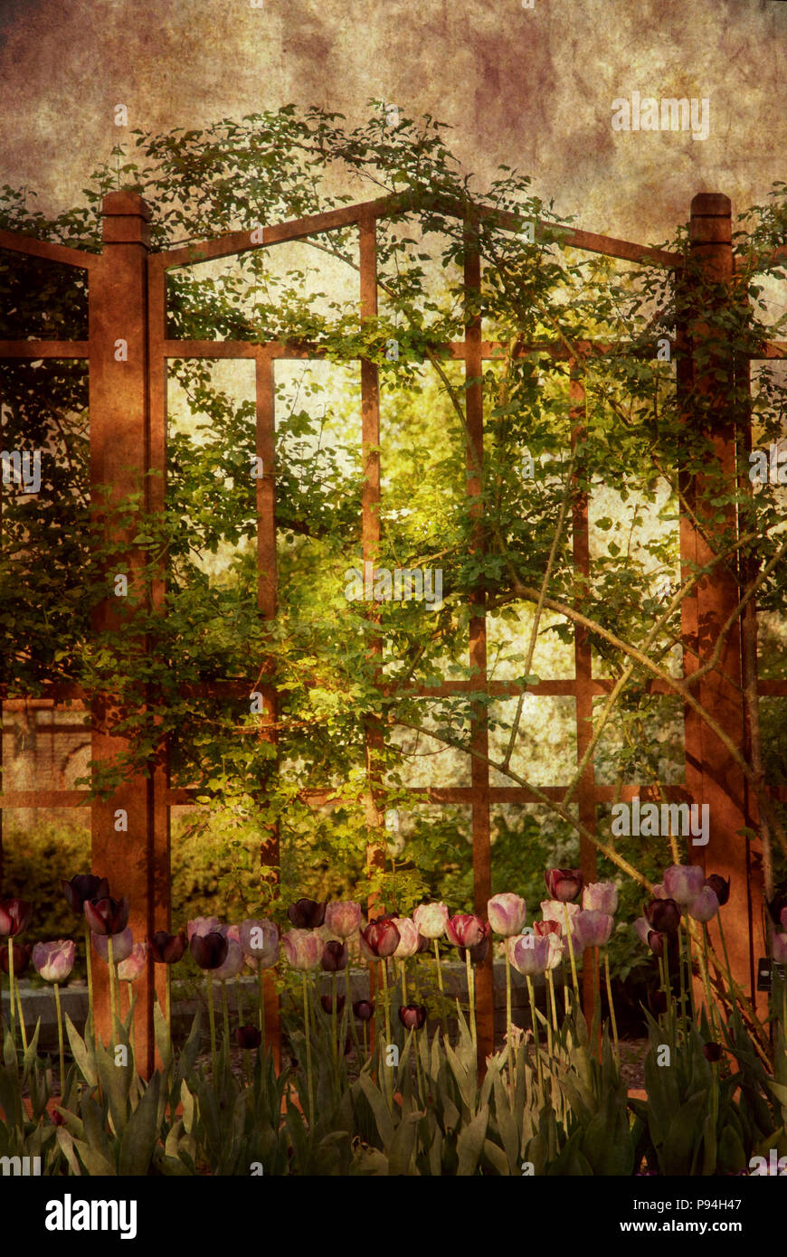 Im viktorianischen Stil oder Vintage, romantischen Garten Hintergrund Szene mit hölzernen Zaun, Reben und Tulpen. Stockfoto