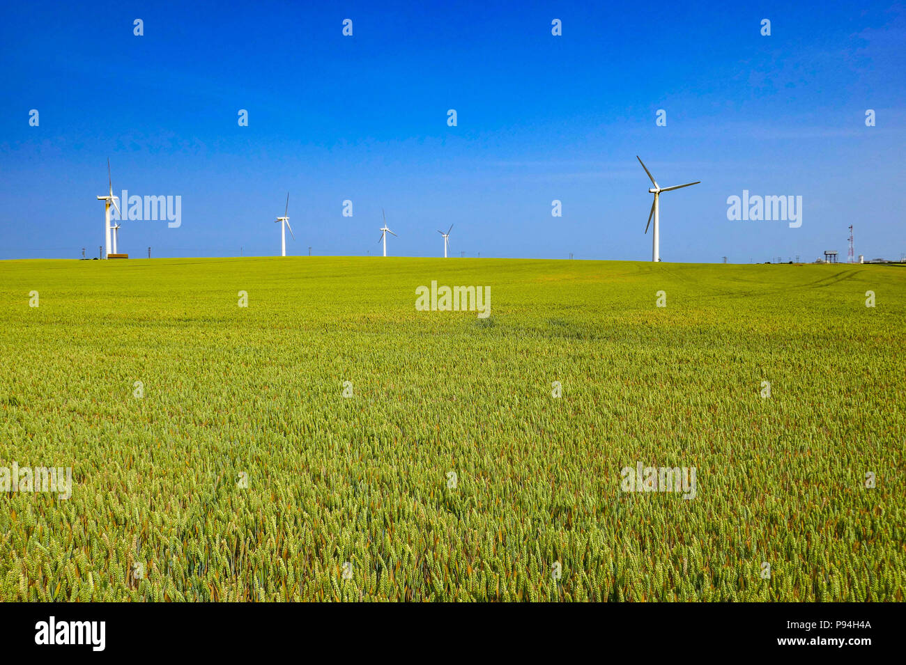 Windenergieanlagen und Kulturpflanzen in Felder, Holderness, in der Nähe von Hull, East Yorkshire Stockfoto