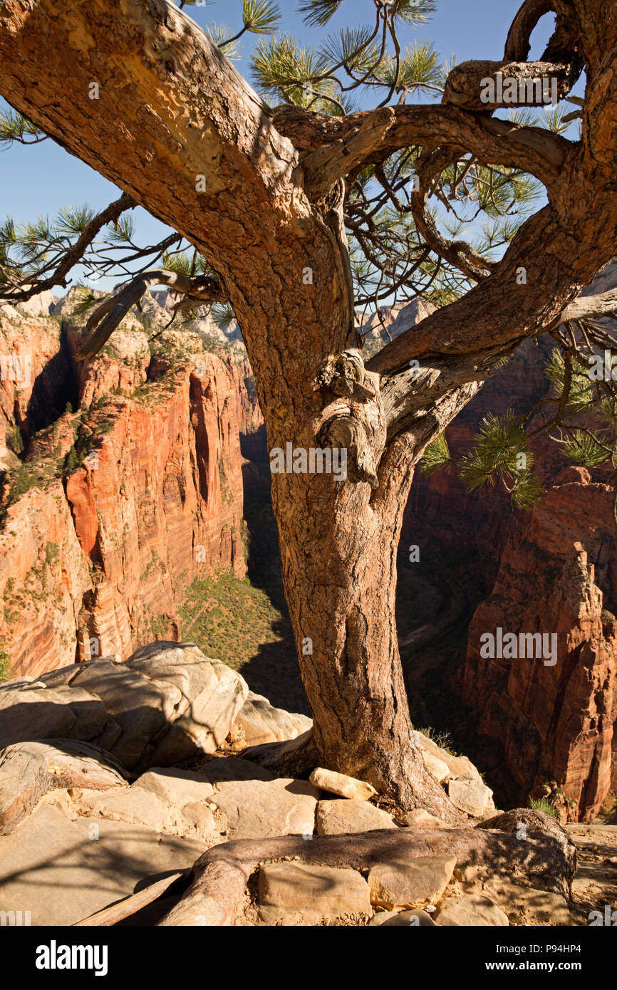 UT 00451-00... UTAH - Baum gehockt auf dem felsigen Gipfelgrat des Angels Landing im Zion National Park. Stockfoto