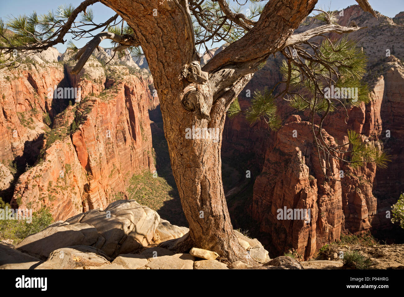 UT 00452-00... UTAH - Baum gehockt auf dem felsigen Gipfelgrat des Angels Landing, mit Blick auf die oberen Zion Canyon im Zion National Park. Stockfoto
