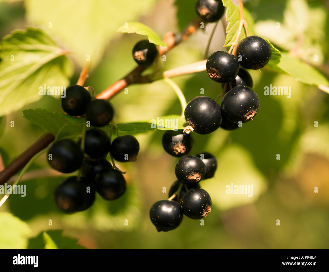 Frische Beeren Johannisbeere Stockfoto