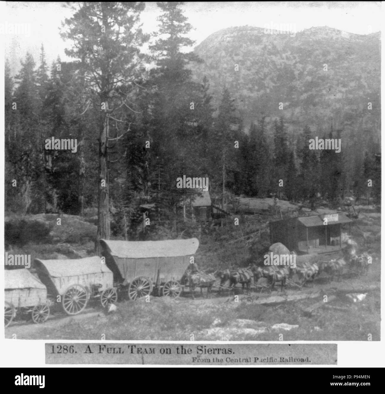 Ein komplettes Team auf die Sierras - Von der Central Pacific Railroad Stockfoto