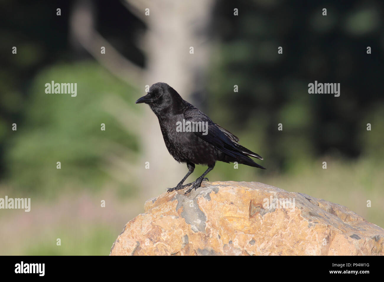 American Crow Juni 26th, 2011 Ecola State Park, Illinois Stockfoto