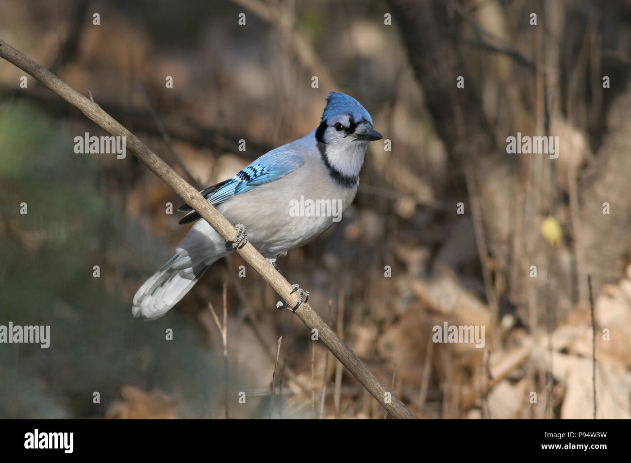Blue Jay November 15th, 2007 Big Sioux Recreation Area in der Nähe von Brandon, South Dakota Stockfoto