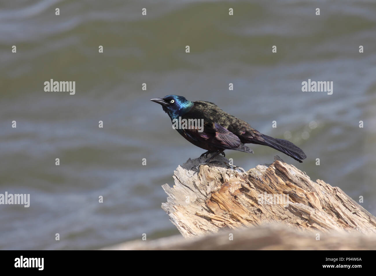 Gemeinsame Grackle Mai 2nd, 2010 See Thompson, SD Stockfoto
