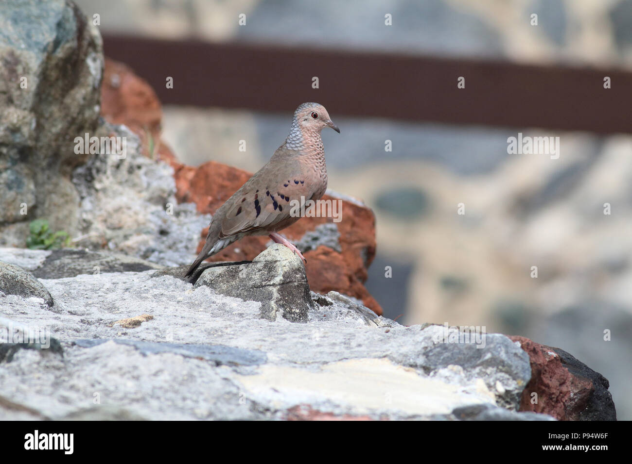 Common Ground Dove Juni 8th, 2015 St. John's Island, U.S. Virgin Islands Stockfoto