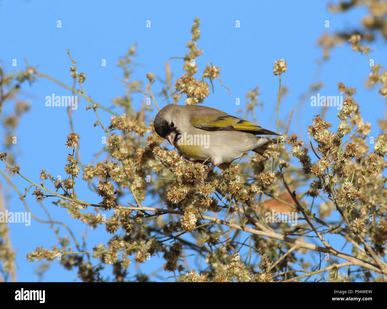 Lawrence's Goldfinch - in der Wüste Besen 11. November 2015 Tanque Verde Waschen, Tucson, Arizona Stockfoto