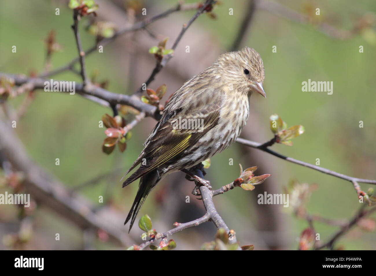 Kiefer Siskin auf Ast. In der Nähe von Pierre, South Dakota, USA Stockfoto